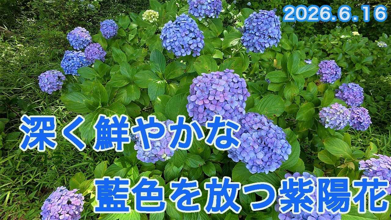 深く鮮やかな藍色を放つ紫陽花」きれいなアジサイが咲いてます（東御苑