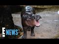Moo Deng's Zoo Responds to Concerns Over Pygmy Hippo's "Sad" Habitat | E! News