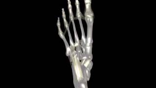 Under Foot Animation Blackbg
