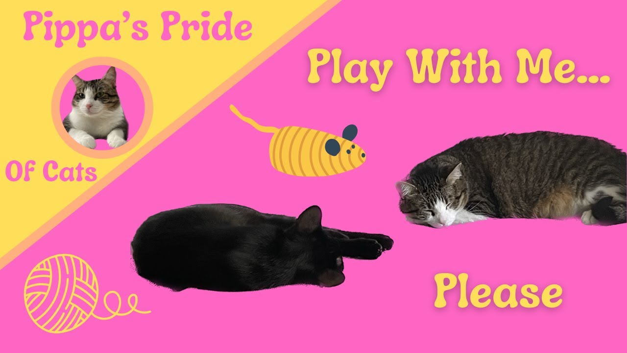 Toy Story Cat Edition YouTube