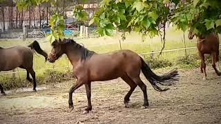 Yegua con temperamento / hípica Atalaya
