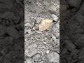 Not sure what to call this. Worked for sure. #arrowhead #artifacts #nativeamericanartifacts #relics