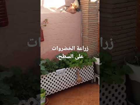 زراعة الخضروات على السطح