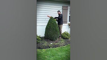 Black vs red mulch!? #boost #curbappeal #mulch #mulching #flowers #landscape #beforeandafter #diy