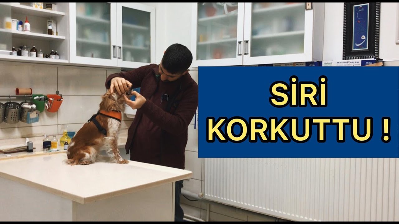 Kopegimin Nefesi Kesildi Siri Kotkuttu 28 Youtube