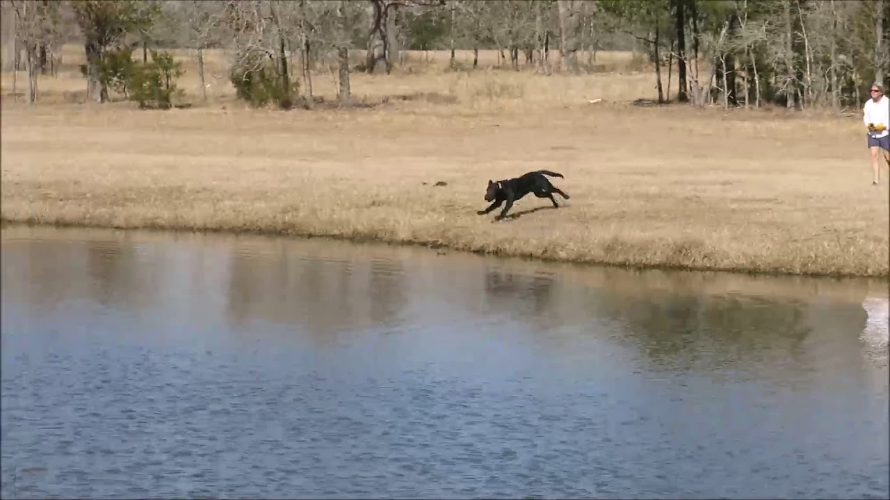 Watermarks  Retriever Training  Pile Work , Land , Water  As In  Bill Hillmanns  DVD Fundamentals
