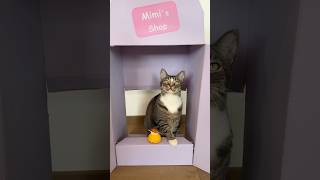 Mit bisschen kotzi 🧁 #katzenvideos #cat #süßekatze #katze