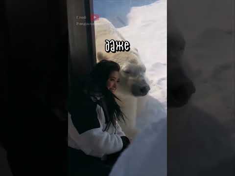 Она Подружилась с Белым Медведем ❤️