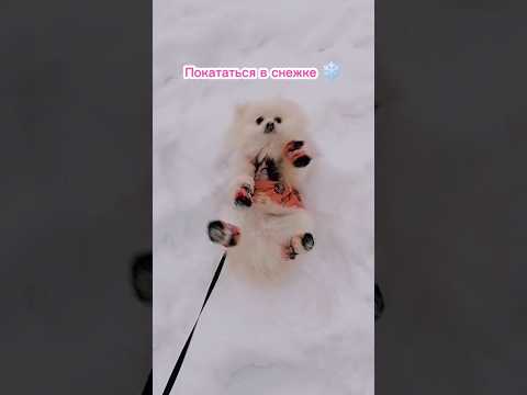 Собака радуется снегу | Funny dog videos in the snow 🐶❄️ #animals #dogshorts #dog #funnydogs #puppy