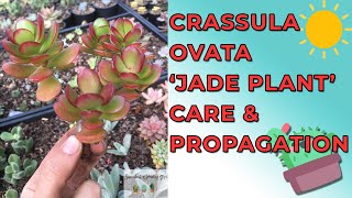 Crassula Ovata 'Jade Plant', 'Money Plant' Care & Propagation
