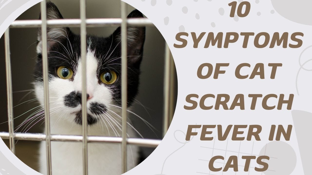 10 Symptoms of Cat Scratch Fever in Cats YouTube