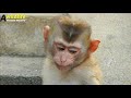 Pity gorgeous abandoned monkey today got rejected to join the group- Abandoned monkey cries loudly