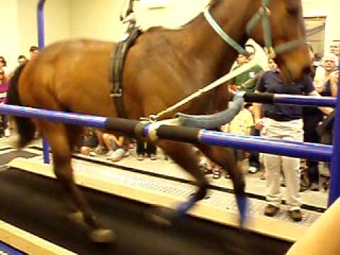 Thoroughbred on Treadmill at UC Davis Equine Athletic Performance Lab (Gallop & Sprint)