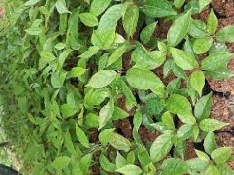 Video cách trồng cây gù hương,cây gỗ gù hương, - youtube