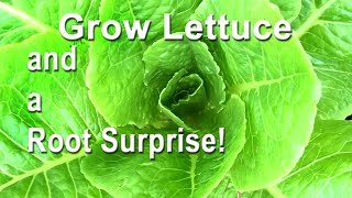 How To Grow Lettuce ALL Year Inside or Garden from Seed TIPS Fix Tree Root Issue Container Gardening