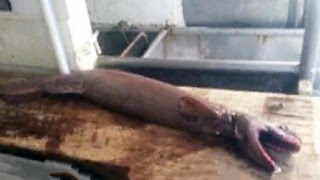 Freaky shark found down under Profile