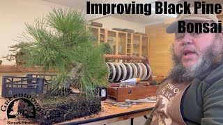 Improving Field Grown Black Pine - Greenwood Bonsai