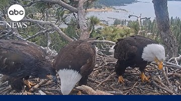 Big Bear bald eagle Sunny returns to nest, reunites with sister Gizmo