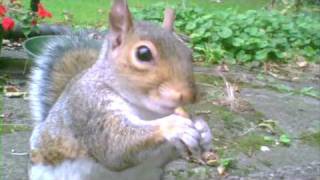 Cute Squirrels (Hidden Camera)