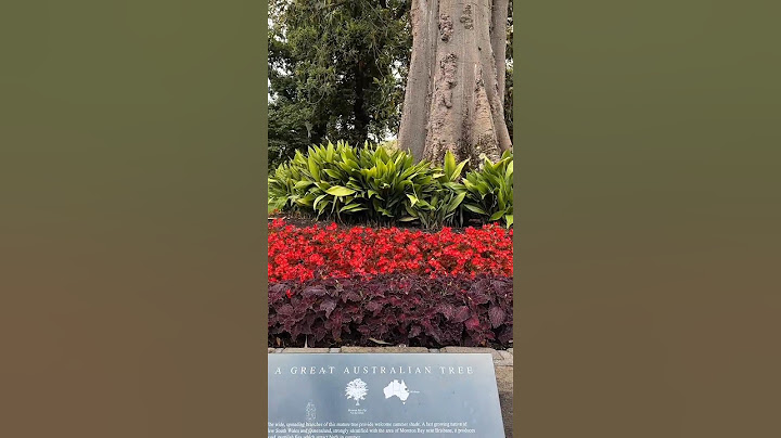 A Great Australian Tree @ Fitzroy Garden, Melbourne