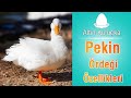 Pekin Ördeği Özellikleri ve verimi | Ördek yetiştiriciliği