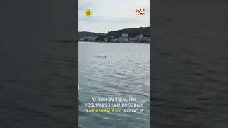 Snimio dupina u moru kod Murtera: 'Bojao sam se da se radi o morskom psu' Snimio dupina u moru kod Murtera: 'Bojao sam se da se radi o morskom psu'