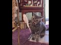 أكلك منين يا قطه أكلك منين يا قطه