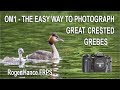 OM1 - The Easy Way to Photograph Great Crested Grebes