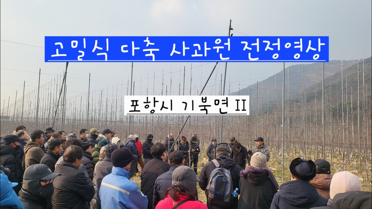 포항 기북면 24년 #고밀식 #다축 사과원🍎 전정강습 (이동훈) #시나노골드 #아리수 #감홍 #전정