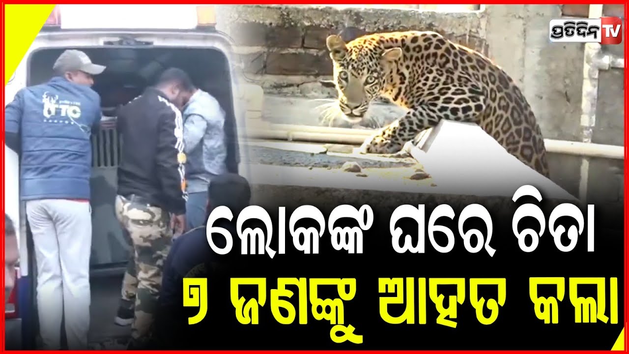 ଘରେ ପସିଲା ଚିତା ବାଘ, ୭ ଜଣ କୁ କଲା ଆକ୍ରମଣ ! Seven Injured In Leopard Attack , Nagpur Residential Area