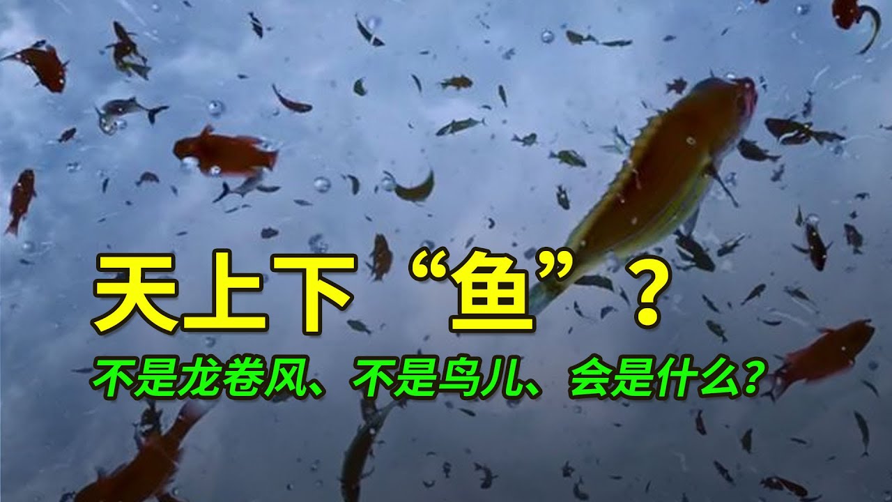 天上下鱼雨? - YouTube