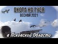 Охота на гуся в Псковской Области 2021 весной / не повторяйте ошибки