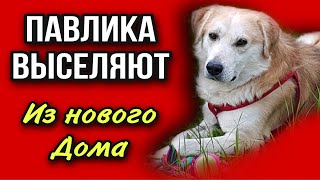 Старичка Павлика выгоняют из нового дома в Питере