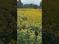 Sunflower garden in summer🌻 #tour place in japan #shorts #foryou