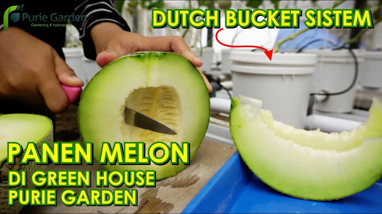 Panen Melon Hidroponik Dutch Bucket System Melon Hydroponic Dutch