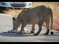 Lion walking down road finds Roadkill (Kruger National Park, South Africa)