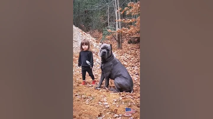 #usa🇺🇸#dogsoftiktok #malinois#k9#k9protection #k9trainer#trending #viralvideo#fyp#k9handler #newyork