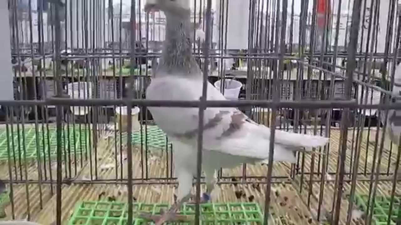 German beauty homers  حمام هُمارات