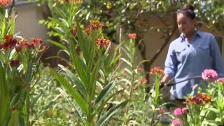 Exactly how much watering does it take to keep your drought and heat-tolerant plants alive in th... Noticias