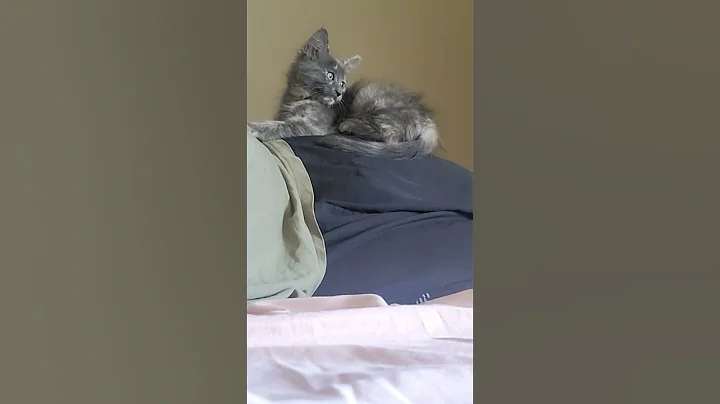 Video 11418721: mainecooncat mainecoons, mainecooncats kitten catlover, maine coon kitten meets