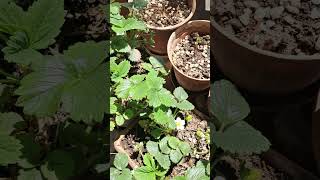 bitki yaprakları bize ne söylüyor buruşma sararma kuruma #organiktarım #bahçecilik #sürdürülebilir