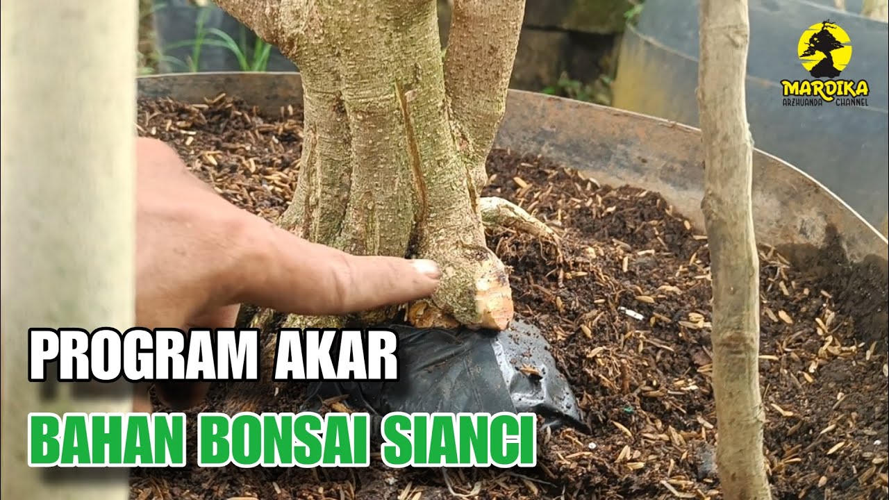Program akar bahan bonsai sianci di lahan ground || Seleksi dan pengepresan akar dominan 