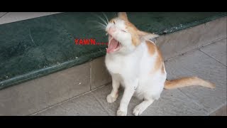 cat yawning and stretching [cute compilation]