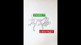 Full How to Draw Insect Cricket step by step | #shorts News