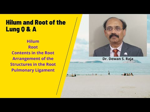 Video: Forskjellen Mellom Hilum Og Root Of Lung