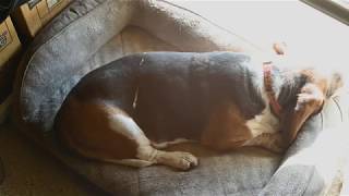 Basset Hound Sleeping in the Sun Time Lapse