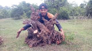 Cek harga dongkelan terbaru krakas serut dan delima batu wa 088228465547