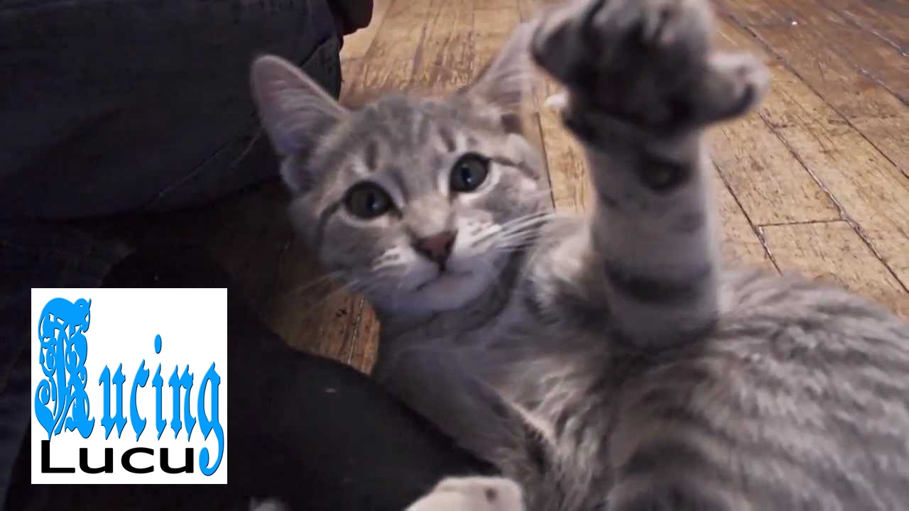 Kucing Lucu Takut Timun YouTube