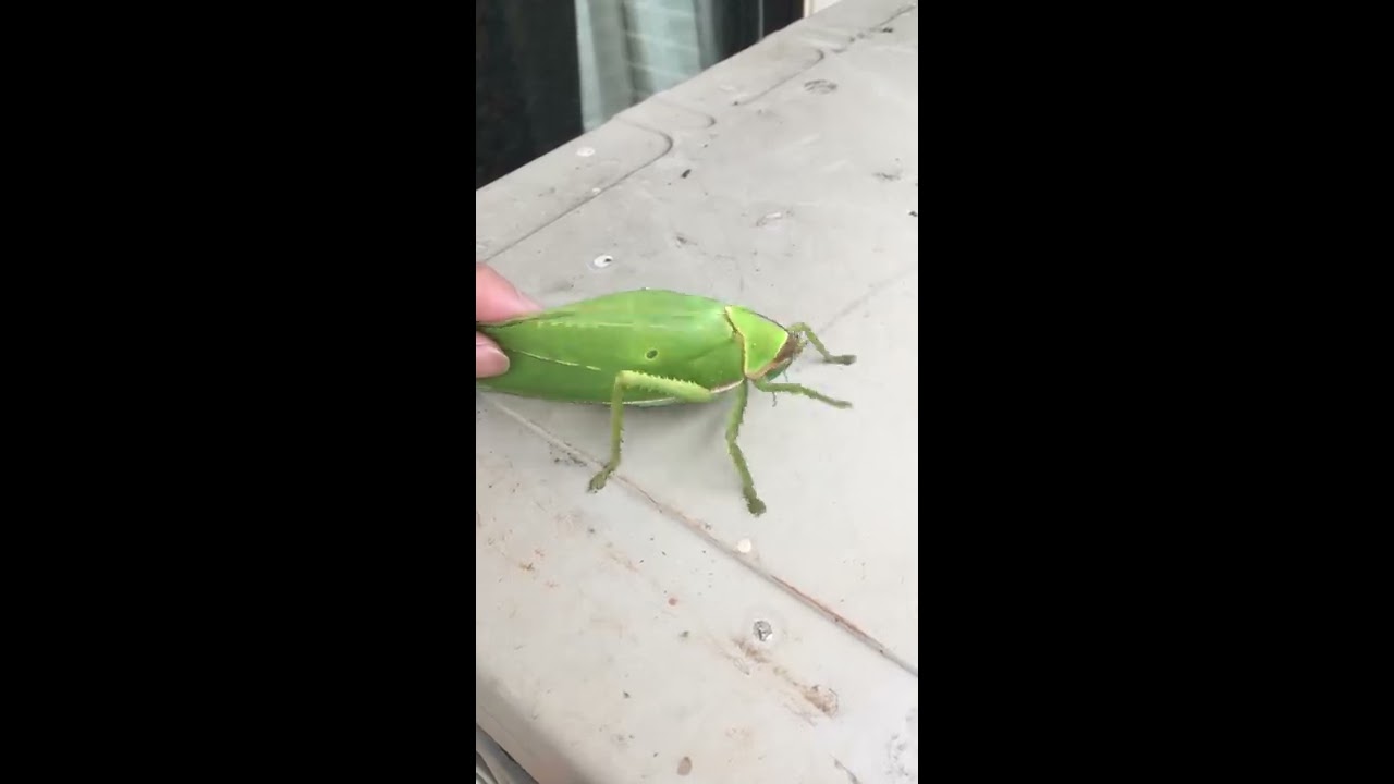 The giant false-leaf katydid (Pseudophyllus titan) part 2