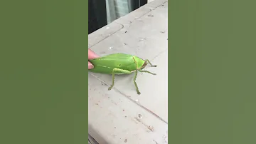 The Giant False Leaf Katydid Pseudophyllus Titan Part 2 